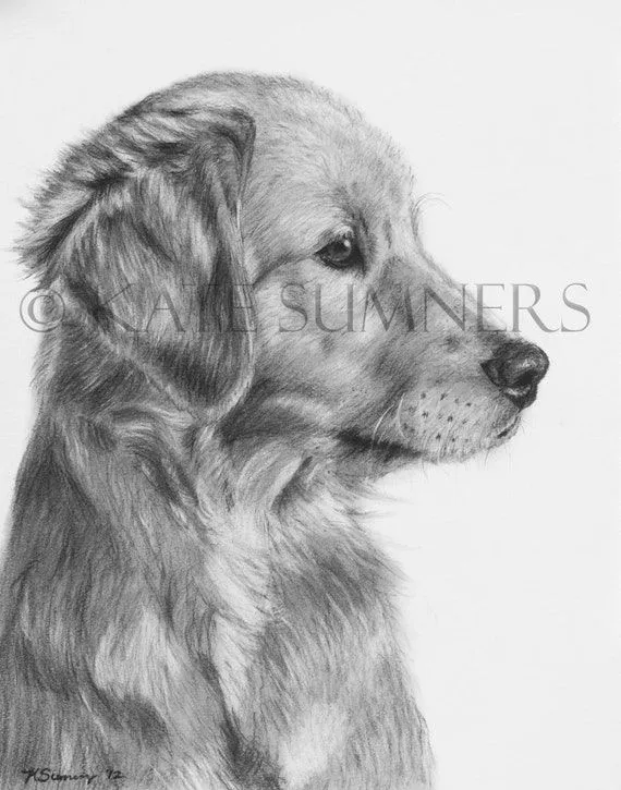 Items similar to Golden Retriever cachorro lámina de arte dibujo ...