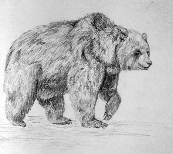 Items similar to Oso pardo lápiz dibujo grabado on Etsy Items similar to Oso pardo lápiz dibujo grabado on Etsy