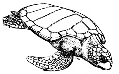 IV. LAS TORTUGAS MARINAS DEL MUNDO