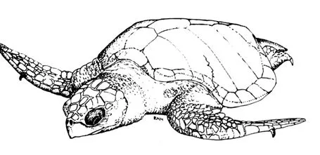 IV. LAS TORTUGAS MARINAS DEL MUNDO