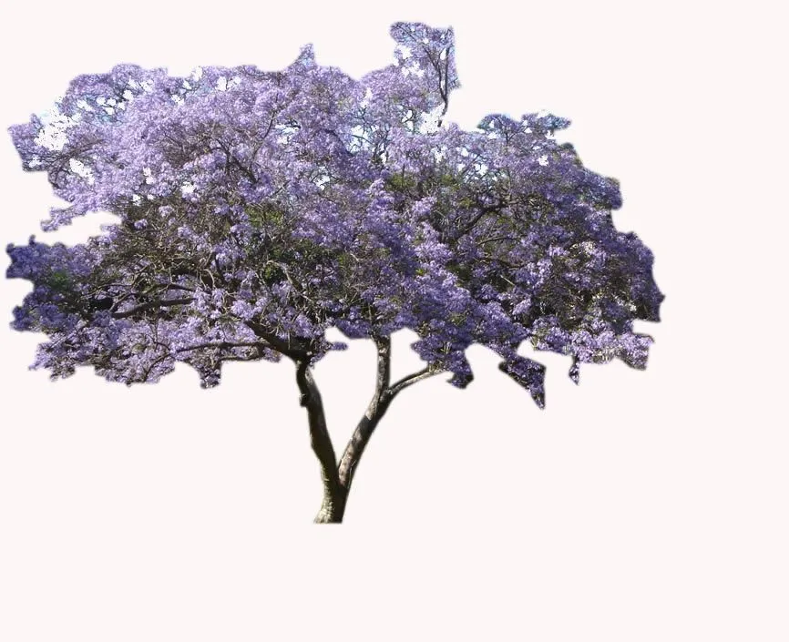 ARBOLES PARA RENDERS - Imagui