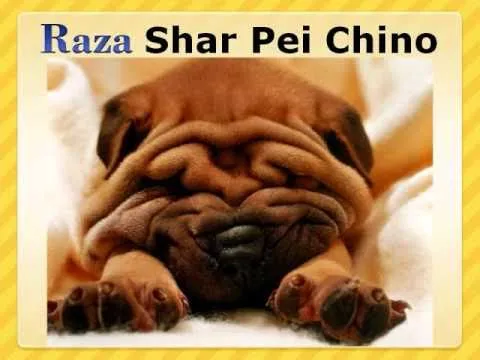 Jacqueline Mejia, Razas de perros - YouTube Jacqueline Mejia, Razas de perros - YouTube