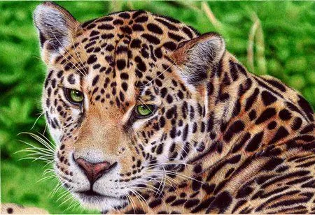 Jaguar para bebés - Imagui