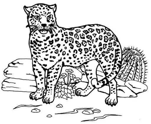 JAGUAR COLOREAR DIBUJOS