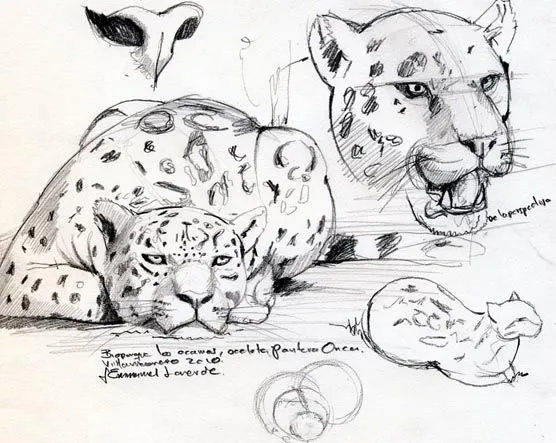 Jaguar para colorear - Imagui
