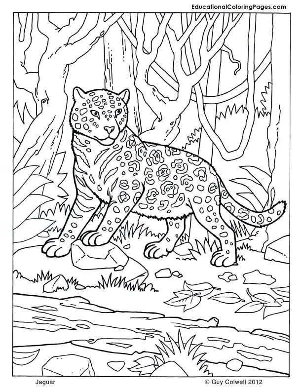 Jaguar coloring | Animal Coloring Pages for Kids