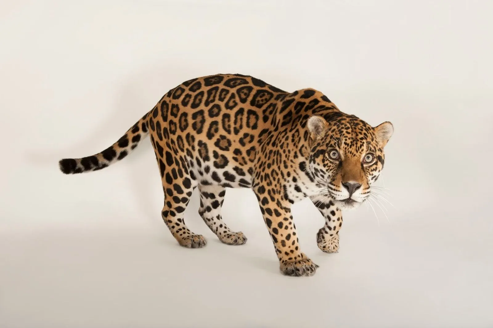 Jaguar | National Geographic