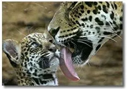 Jaguar o Pantera Onca - Animal en Peligro de Extincion en America Jaguar o Pantera Onca - Animal en Peligro de Extincion en America