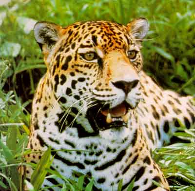 jaguar.jpg