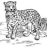Jaguar.jpg