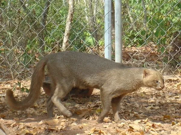 jaguarundi Revista Destakados