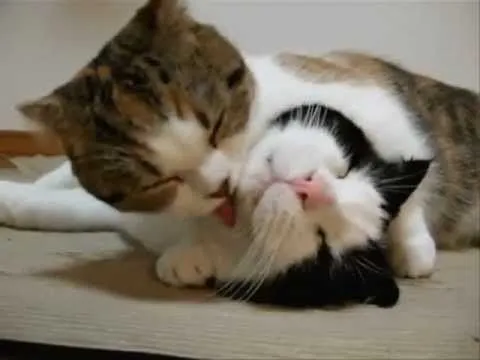 JAJAJA: Animales graciosos,Video de animales. - YouTube JAJAJA: Animales graciosos,Video de animales. - YouTube