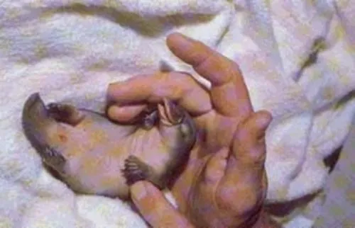 jannaff-misterios ocultos: ornitorrinco y su cria