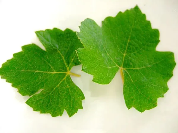 Hojas de uva - Imagui