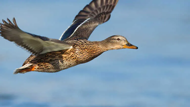 Jara y sedal - Los patos de Peromingo, Jara y sedal - RTVE.es A la ... Jara y sedal - Los patos de Peromingo, Jara y sedal - RTVE.es A la ...