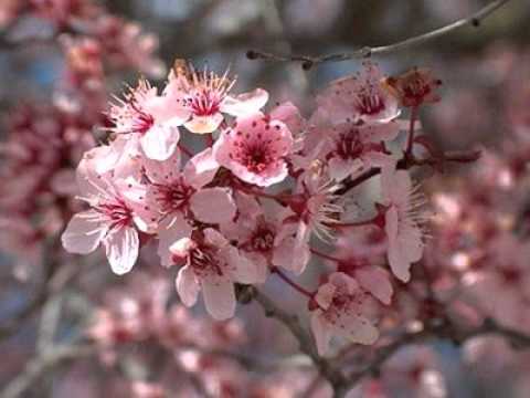 JARDIN DE LOS CEREZOS - YouTube