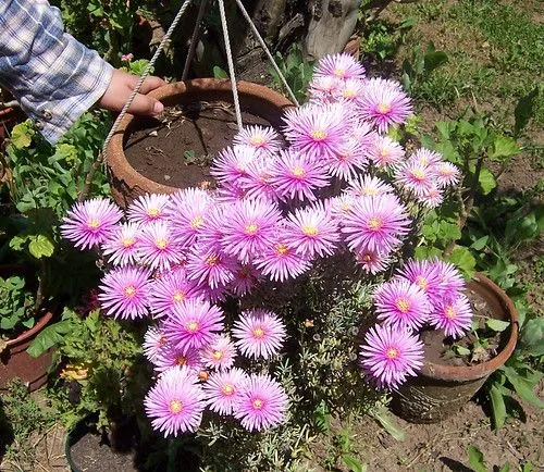 JARDÍN de FLORES ¡Aporta las tuyas! (suculentas) - Página 2 - Foro ...