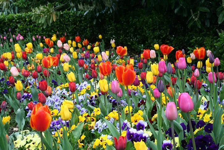 hay en mi jardin flores de colores y gratos olores que me hacen feliz ... hay en mi jardin flores de colores y gratos olores que me hacen feliz ...