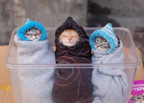 El Jardin de gatitos::: Tacos de bebés gatitos El Jardin de gatitos::: Tacos de bebés gatitos