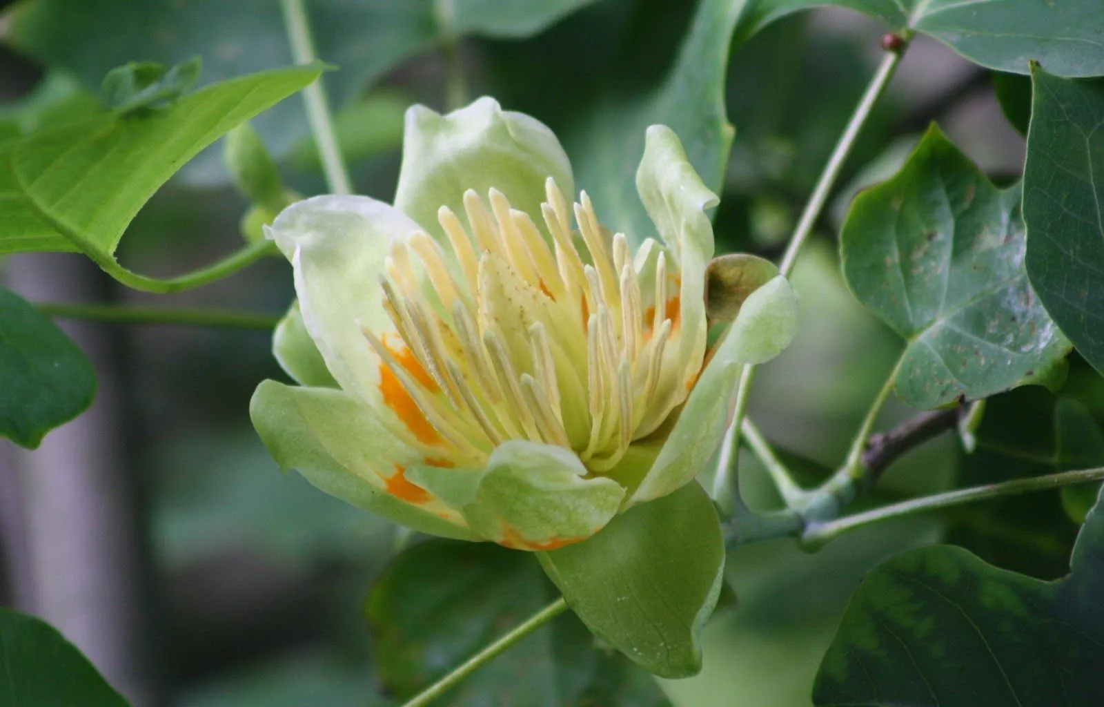 El Jardin de Margarita .: Las flores del Liriodendro.