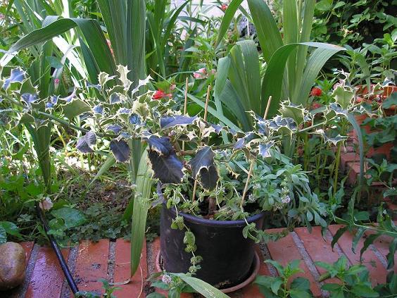 EL JARDIN DE PEPA: ARBUSTOS, HERBACEAS, ANUALES....