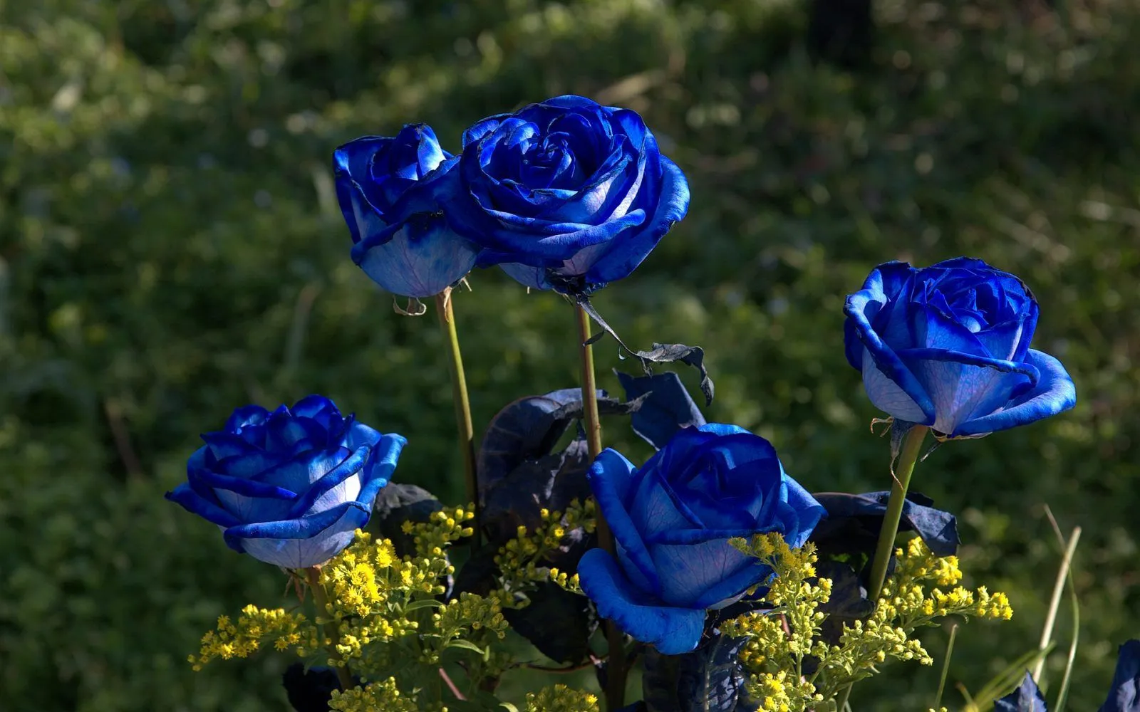 Jardín de rosas azules :: Imágenes y fotos Jardín de rosas azules :: Imágenes y fotos