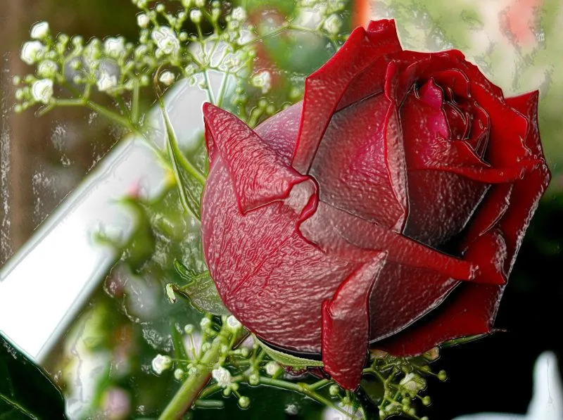 El Jardín de mis Rosas: diciembre 2010