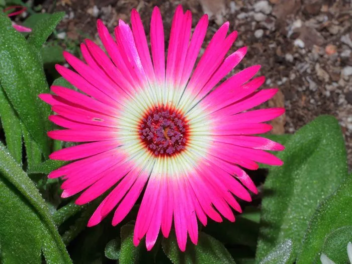 El Jardín Sucronense: Margarita de Livingstone, la explosión ... El Jardín Sucronense: Margarita de Livingstone, la explosión ...