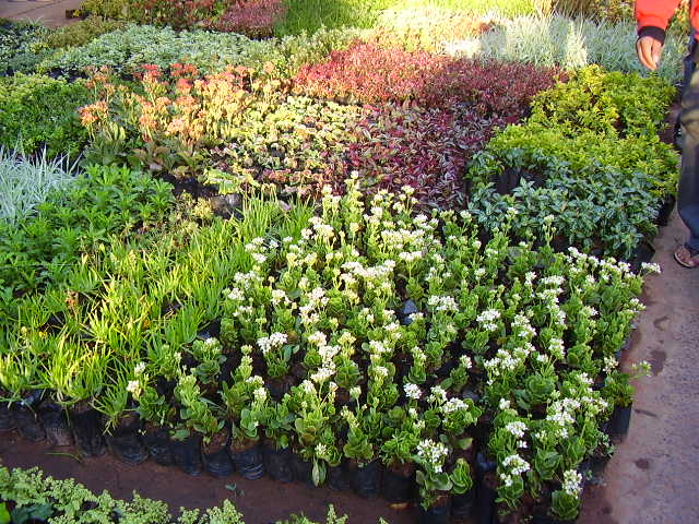 EL JARDIN DE TONY EN PARAGUAY - Página 6 - Foro de InfoJardín EL JARDIN DE TONY EN PARAGUAY - Página 6 - Foro de InfoJardín
