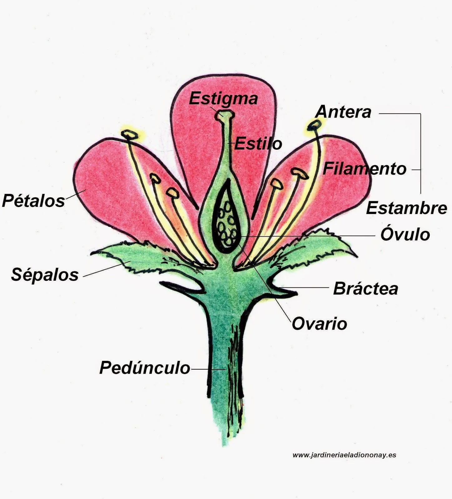 Jardineria Eladio Nonay: PARTES DE LA FLOR (Jardinería Eladio Nonay) Jardineria Eladio Nonay: PARTES DE LA FLOR (Jardinería Eladio Nonay)