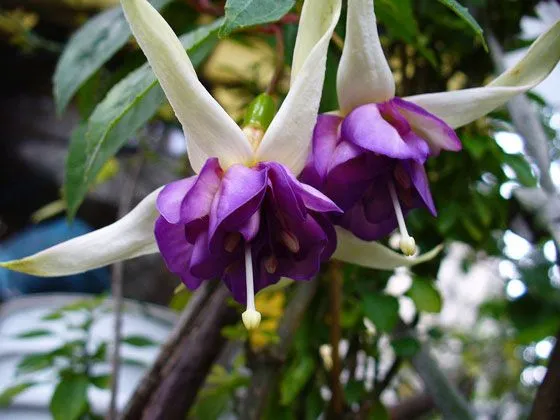 Jardinería Fácil »Planta de Fucsia, Fuchsia | Blog de Jardinería Jardinería Fácil »Planta de Fucsia, Fuchsia | Blog de Jardinería