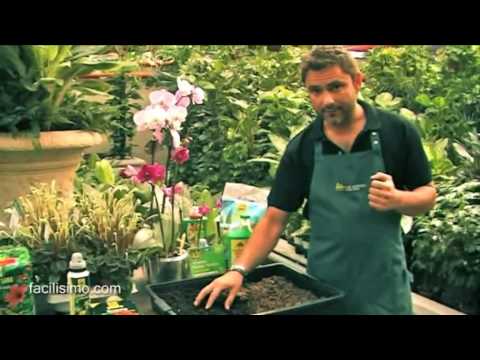 Jardinería fácil: Sustrato de turba, fibra de coco y corteza - YouTube Jardinería fácil: Sustrato de turba, fibra de coco y corteza - YouTube