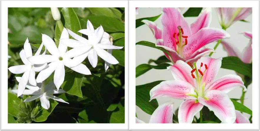 La jardineria un momento de relajación.: Plantas ornamentales La jardineria un momento de relajación.: Plantas ornamentales