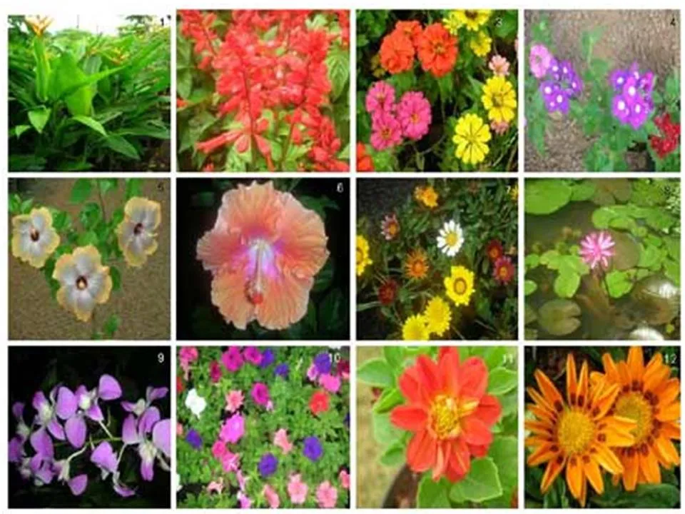 La jardineria un momento de relajación.: Plantas ornamentales La jardineria un momento de relajación.: Plantas ornamentales