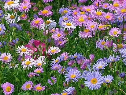 Jardinería en violeta y rosa | Cuidar de tus plantas es facilisimo.