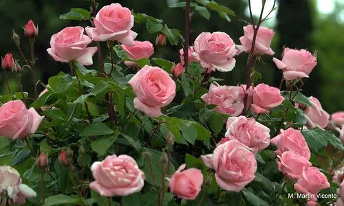 Jardines de Aranjuez: patos, rosas y otras flores | Flickr - Photo ... Jardines de Aranjuez: patos, rosas y otras flores | Flickr - Photo ...