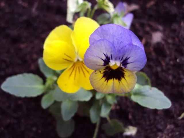 Jardins, plantas e flores.: Mini-amor-perfeito Jardins, plantas e flores.: Mini-amor-perfeito