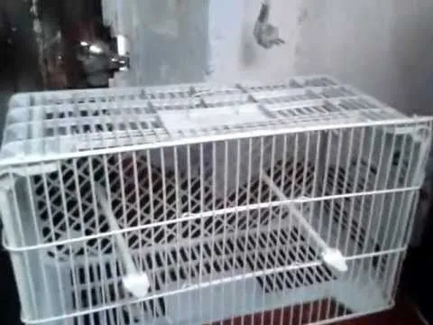 Como hacer una jaula barata para canarios,jilgeros y otras aves ... Como hacer una jaula barata para canarios,jilgeros y otras aves ...