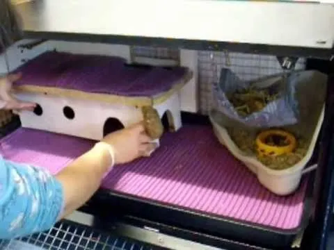 Jaula casera cobaya con mueble tv / Guinea pig cage with tv ... Jaula casera cobaya con mueble tv / Guinea pig cage with tv ...