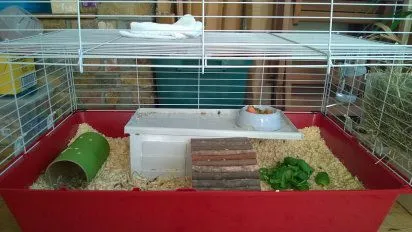 como hacer una jaula para cobayas | Cuidar de tu mascota es ... como hacer una jaula para cobayas | Cuidar de tu mascota es ...