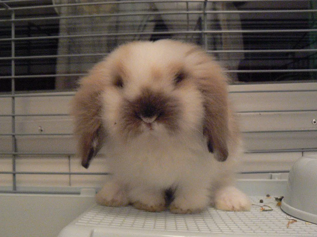 hacer jaula para conejos | Cuidar de tu mascota es facilisimo. hacer jaula para conejos | Cuidar de tu mascota es facilisimo.
