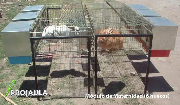 Jaulas y Accesorios de Conejos | medivacc