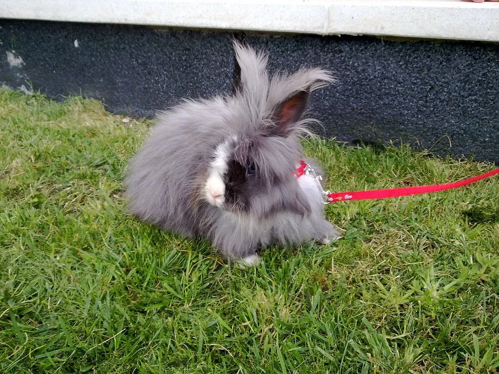 como hacer jaulas conejos (4) | Cuidar de tu mascota es facilisimo. como hacer jaulas conejos (4) | Cuidar de tu mascota es facilisimo.