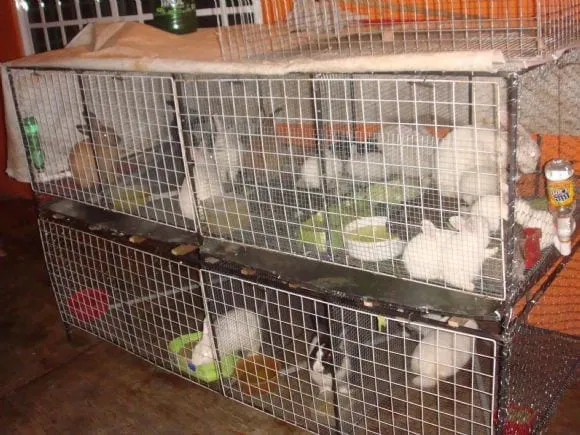 Jaulas para conejos caseras