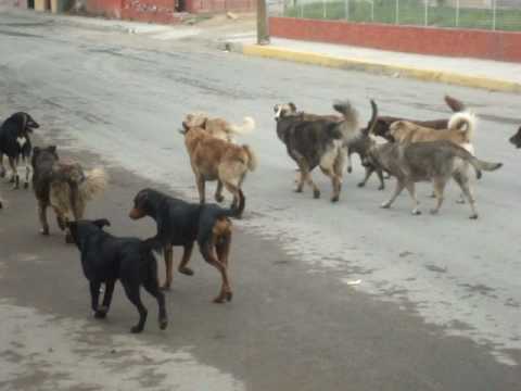 JAURIA DE PERROS RABIOSOS ATACAN NEGOCIO - YouTube JAURIA DE PERROS RABIOSOS ATACAN NEGOCIO - YouTube