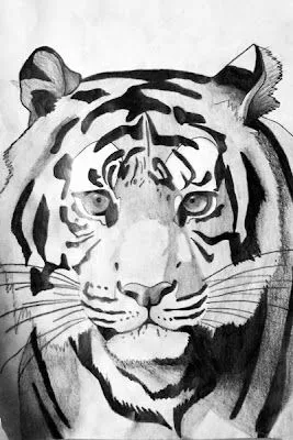 TIGRE DIBUJO, LAPIZ GRAFITO
