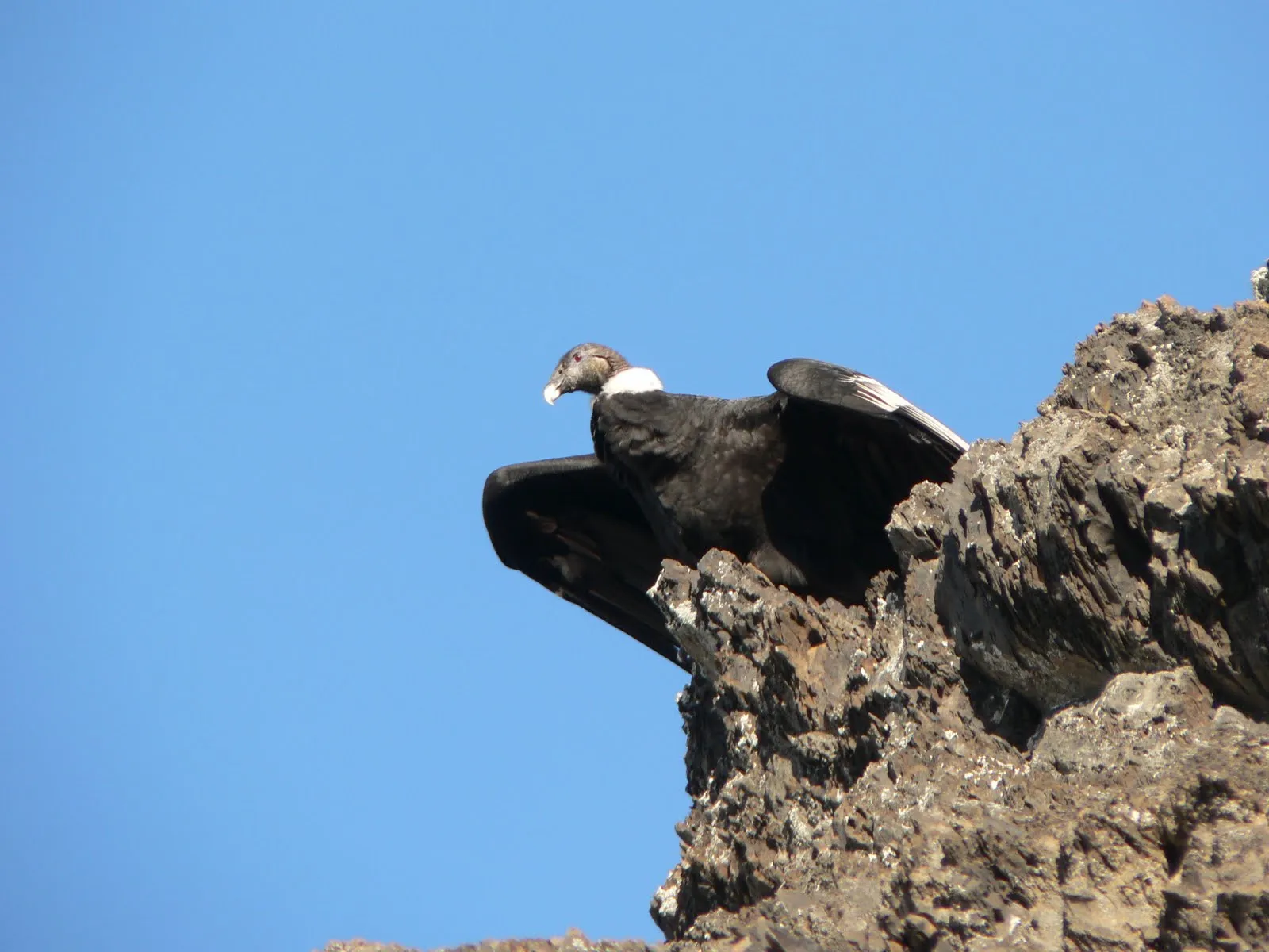 Javier Excursiones: El Condor de los Andes