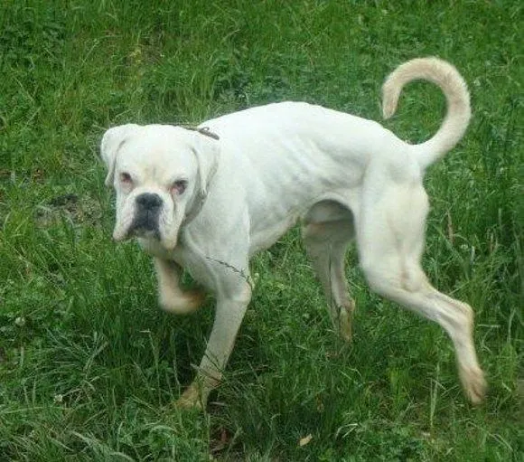 Imágenes de perro boxer blanco - Imagui