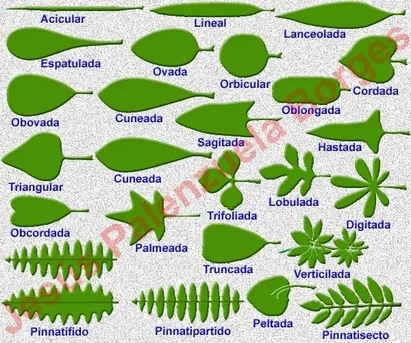 Jesus Palenzuela Borges: Glosario Botánico