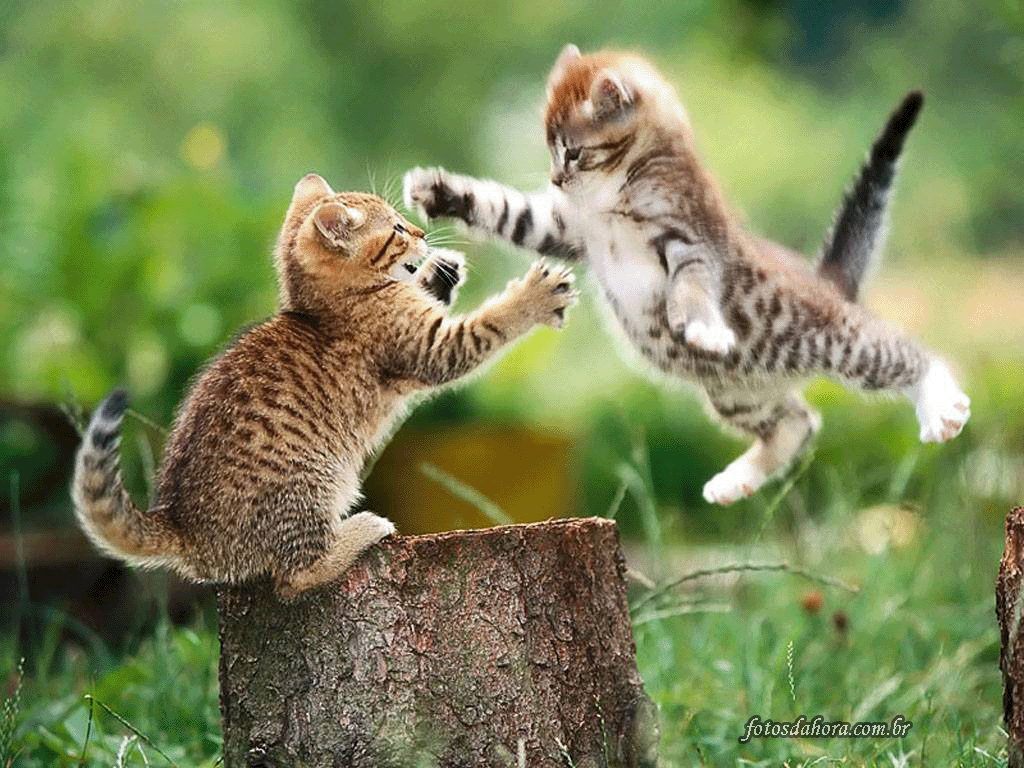 jhulia arts: filhotes de cães e gatos